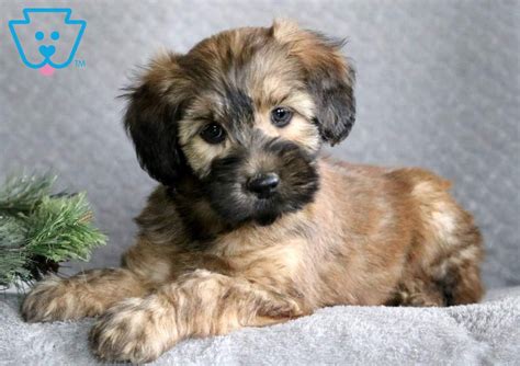 They had 8 beautiful puppies! Foxy | Whoodle - Mini Puppy For Sale | Keystone Puppies