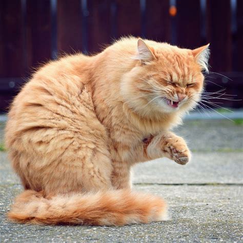 Pet parents often ask, how often does a cat need a distemper shot? after a kitten receives their shots. What Causes Cat Sneezing? - Catster