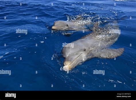 Im Wasser In Water Portrait Close Up Schwimmend Swimming Dolphin Dolphins Cetacean