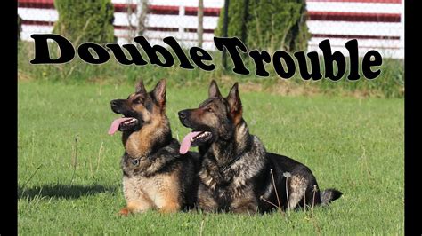 Obedience Trained Adult German Shepherd Double Action Youtube