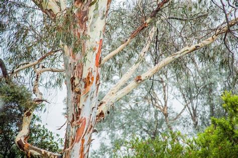 Image Of White Gum Tree With Coloured Bark In The Rain Austockphoto