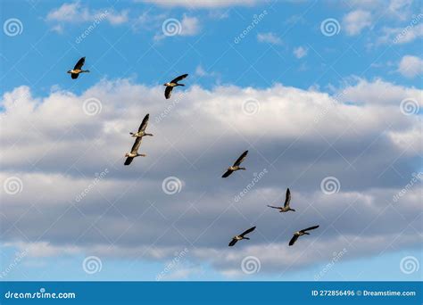 Birds Fly in the Air in the Blue Sky Above Clouds Stock Photo - Image