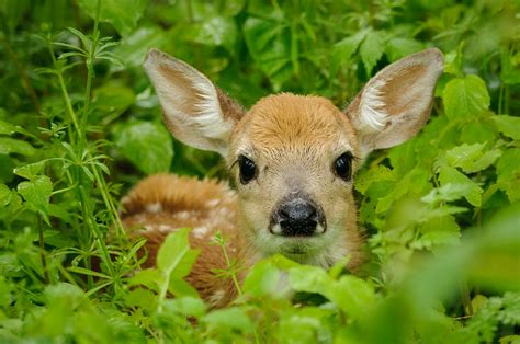 Fawn In The Rain Fawns Are Young Deer And They Are Natura Flickr