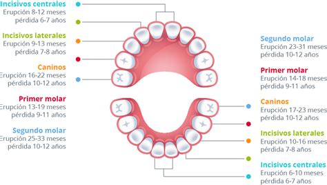 Salud Oral Dentición Decidua Vs Dentición Permanente