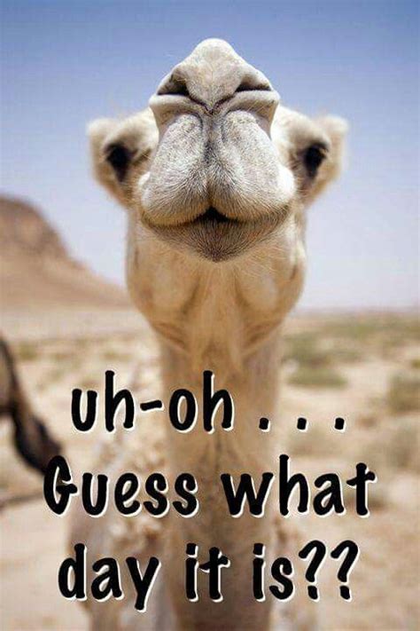 Happy Hump Day Hump Day Quotes Funny Wednesday Quotes Hump Day Humor