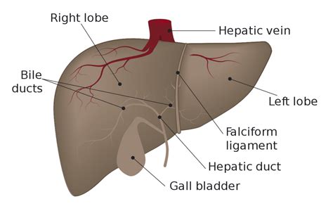 Liver Anatomy Diagram
