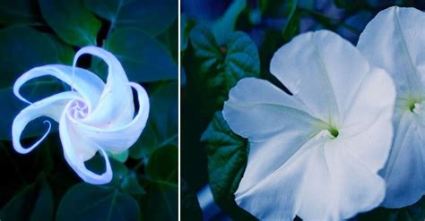Plant A Magical Moon Garden With Flowers That Bloom At Night Night