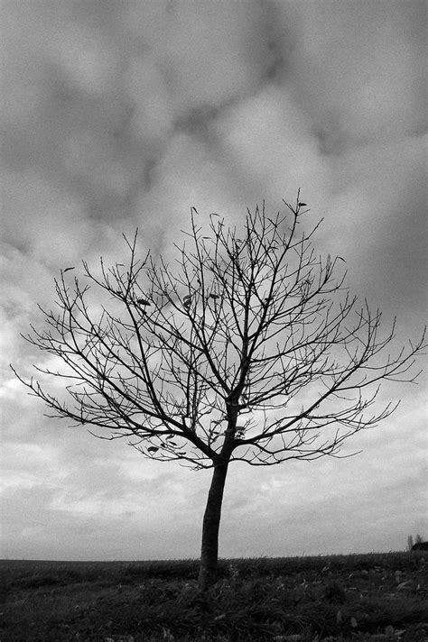 Lonely Little Tree Cordelia Spalding Flickr