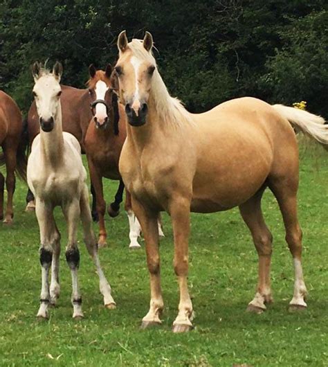 Buckskin horses are beautiful to look at. Rare Buckskin Sports horse Colt Foal to make 16hh ...