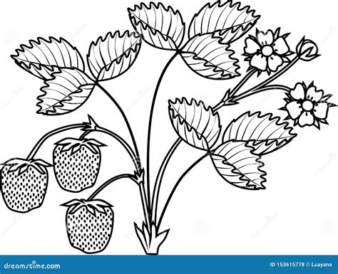 Coloring Page With Strawberry Plant With Leaves Flowers And Ripe