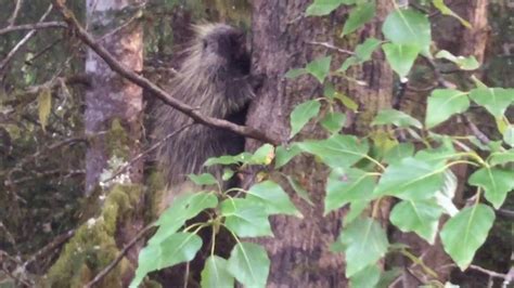 Porcupine Eating Tree And Climbing Down Sitka Spruce Glacier Bay Alaska