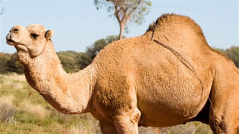 feral camel cull in northwest south australia to begin this week au — australia s