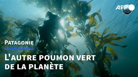 La Patagonie Sous Marine Lautre Poumon Vert De La Planète à Protéger Afp Youtube