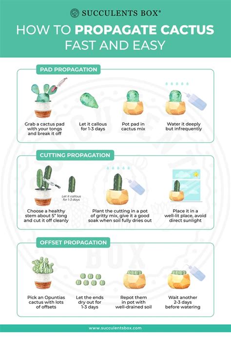 How To Propagate Cactus Easy And Fast Propagating Cactus Succulent Box