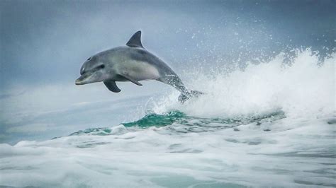 Swimming With Dolphins In Australia Distant Journeys