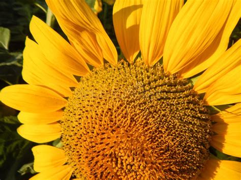 Sunflower Photo Of A Sunflower On A Sunny Day Stock Image Image Of