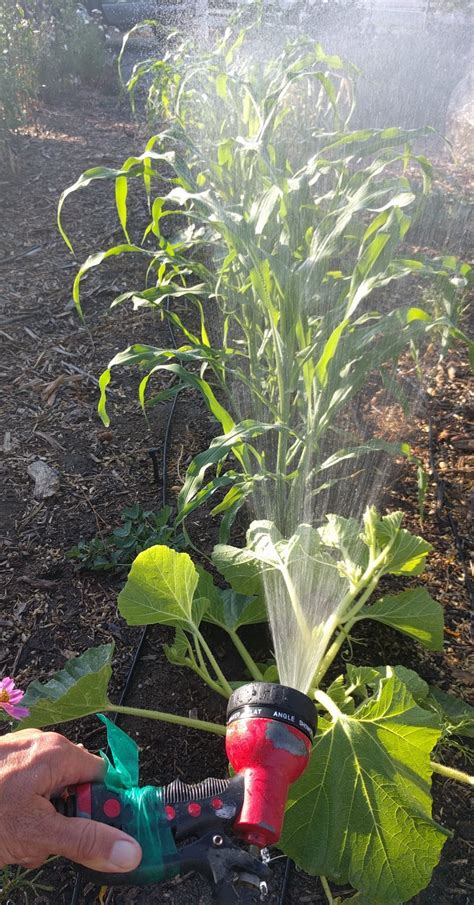 The most complicated way to water plants is to install a drip system. The best way to water a vegetable garden - Greg Alder's Yard Posts: Food Gardening in Southern ...