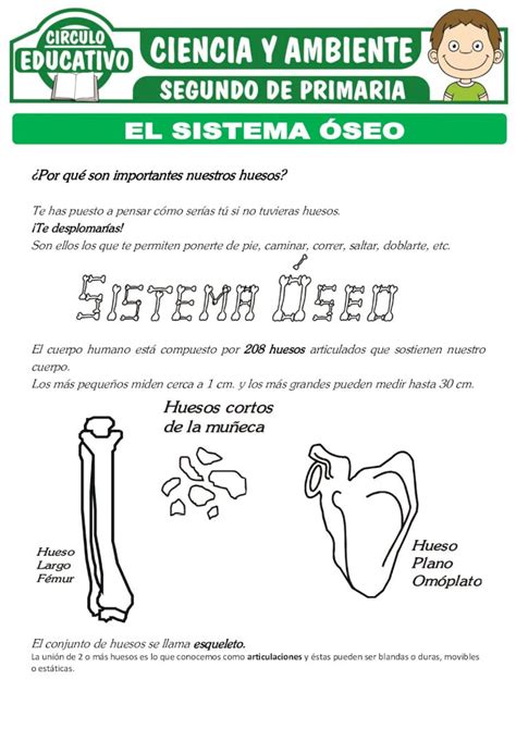 PDF El Sistema Óseo para Primero de Primaria 2021 2 8 CIRCULO