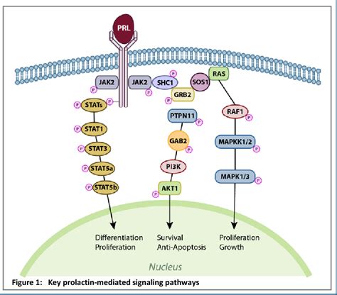 Pdf Prolactin And Prolactin Signaling Pathways In Cancer Risk
