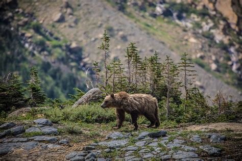 Best Time To See Grizzly Bears In Glacier National Park Glacier