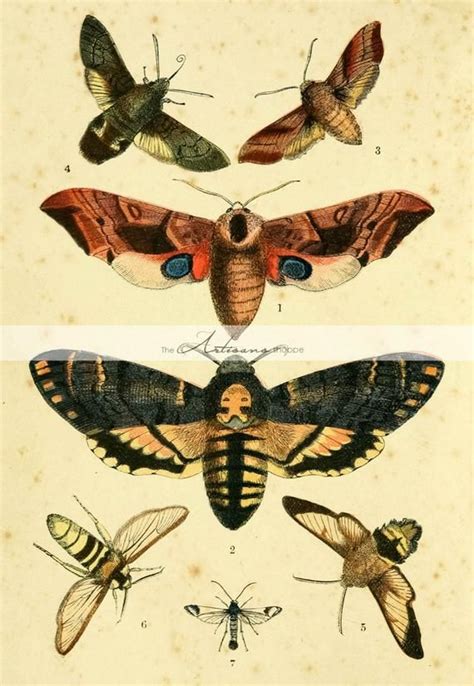 Moths Moth Butterflies Insects Wings Nature Antique Vintage Art Image