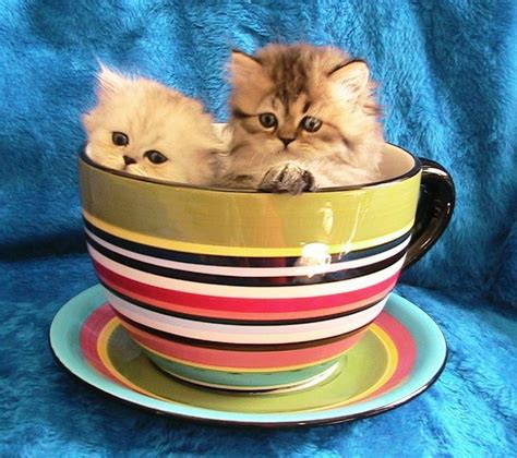 Teacup Munchkin Cats Munchkin Cat Aka Napoleon Cat Teacup Kittens