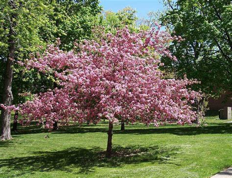 One of the first flowering trees in the spring; 30 MAZZARD CHERRY TREE SEEDS ******** FLOWERING FRUIT ...