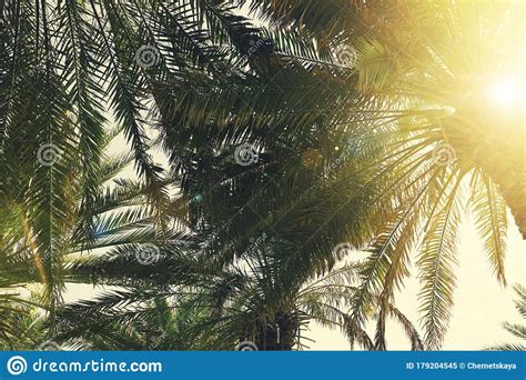 Beautiful Tropical Palm Trees On Sunny Day Stock Image Image Of Miami