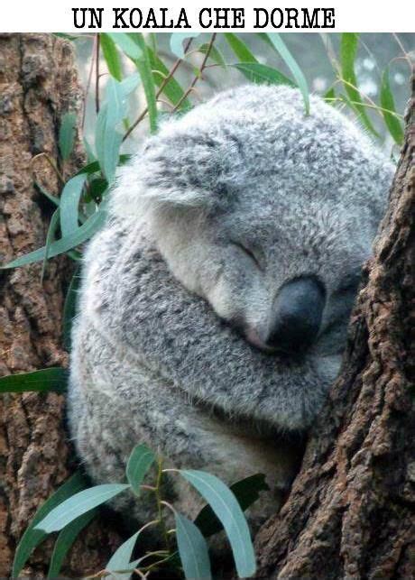 Un Koala Che Dorme A Sleeping Koala Cute Little Animals Cute Funny