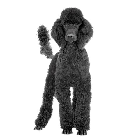 Black Poodle Transparent Png Stickpng