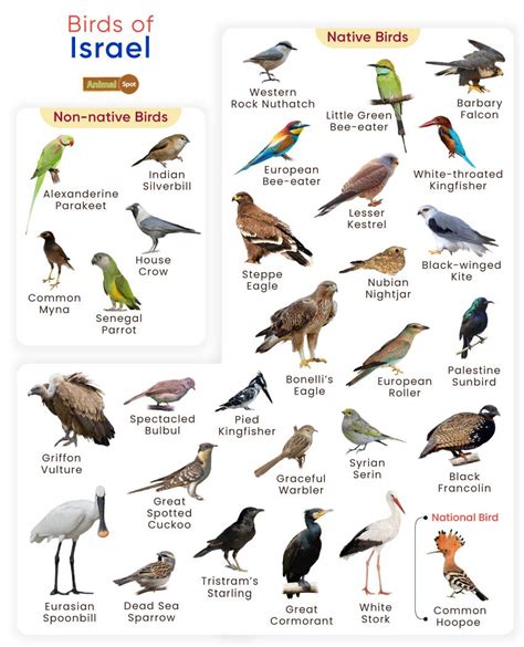 List Of Birds Found In Israel With Pictures