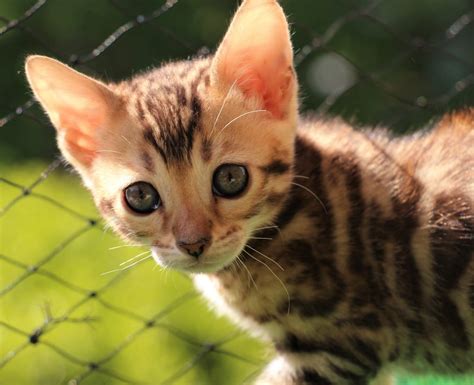 Bengal Cat Vom Züchter Oder Privat Katzen Haustier Anzeiger