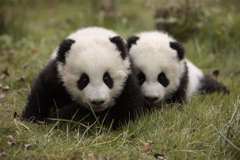 Animales En Peligro De Extinción El Oso Panda