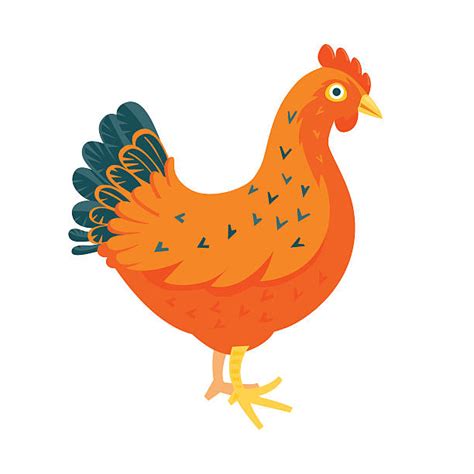 Best Broiler Chicken Illustrations Royalty Free Vector Graphics And Clip