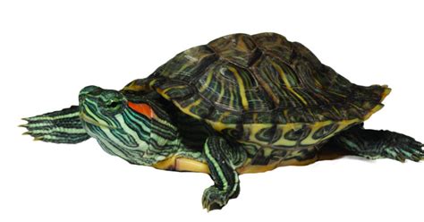 Amid salmonella outbreak, cdc warns: Salmonella outbreaks connected with turtles | American ...