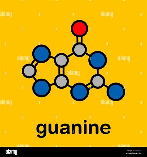 Guanine G Purine Nucleobase Molecule Base Present In Dna And Rna Stylized Skeletal Formula
