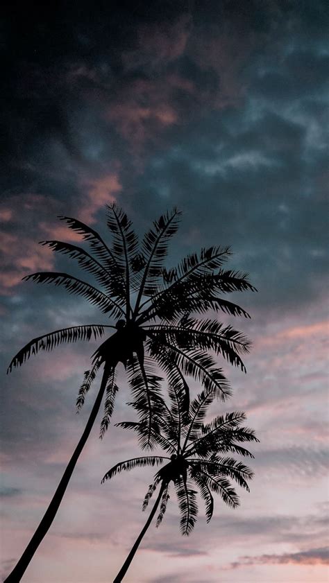 Download Wallpaper 800x1420 Palm Trees Twilight Dark Sky Clouds