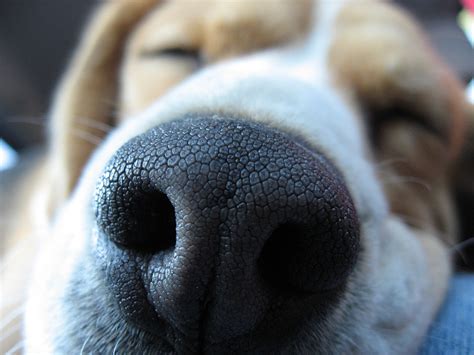 Dogy Nose Puppies Wallpaper 14748923 Fanpop
