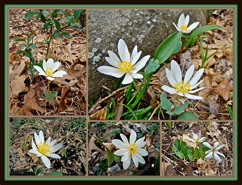 Bloodroot Wildflowers Sanguinaria Canadensis L Photograph By Carol