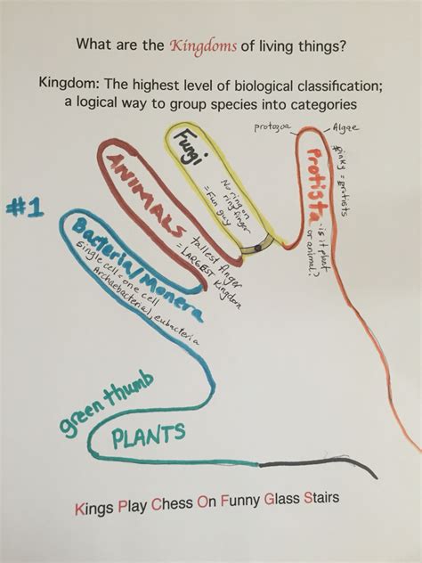 La Estantería De Clase The Characteristics Of 5 Kingdoms