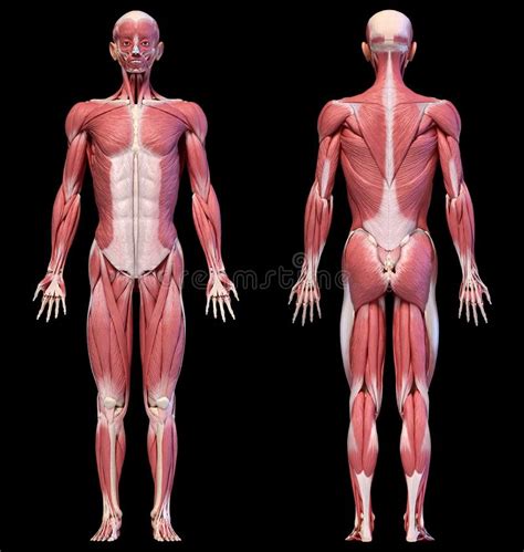 Human body outline front and back pdf. Human Body, Full Figure Male Muscular System, Front And ...