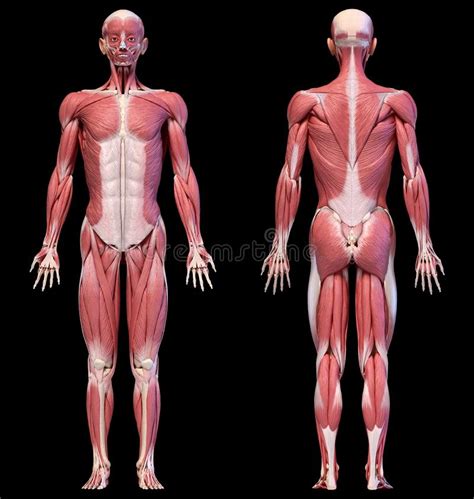 Cartoon creation set with various views front, side, back. Human Body, Full Figure Male Muscular System, Front And Back Views Stock Illustration ...