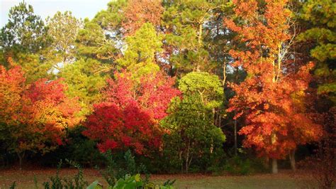 The Bear Cupboard New Berns Beautiful Fall Foliage