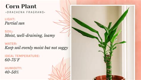 Your Handy Guide For Taking Care Of A Dracaena Fragrans