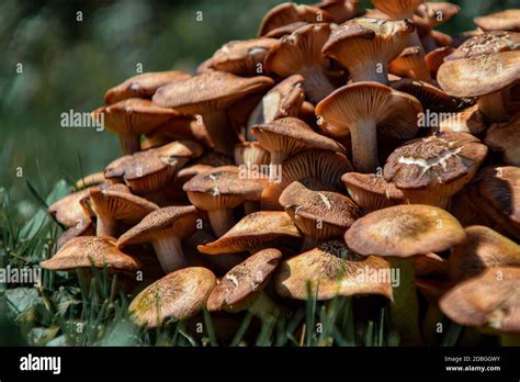 Close Up Of A Cluster Of Ringless Honey Mushrooms Armillaria Tabescens