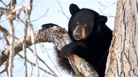 Glacier National Park Cameras Capture A Black Bear Waking Up From