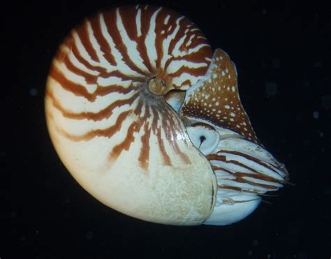 Nautilus Macromphalus