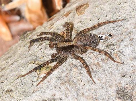 What do wolf spiders look like? 7 Common Types of House Spiders - Imperial Pest ...