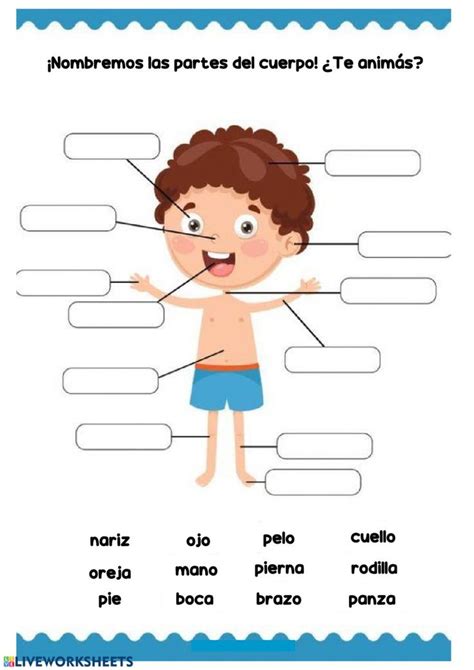 Ficha Interactiva De El Cuerpo Humano Para Preescolar Images And