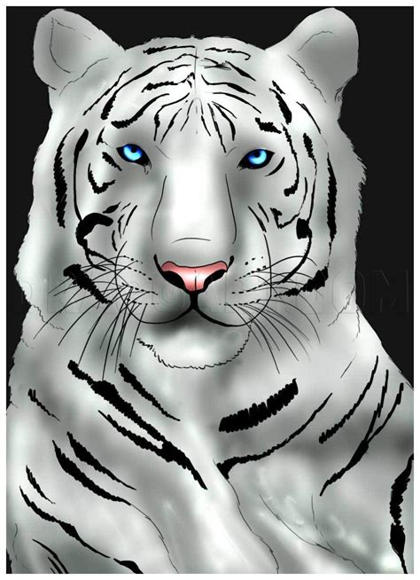 How To Draw A White Tiger By Dawn Dragoart Com